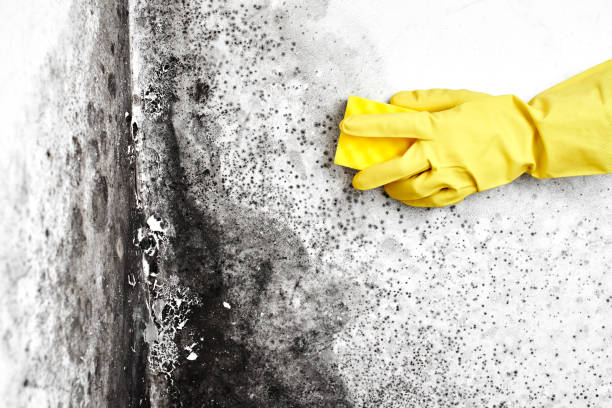Certified Mold Removal in Elizabeth Lake, CA