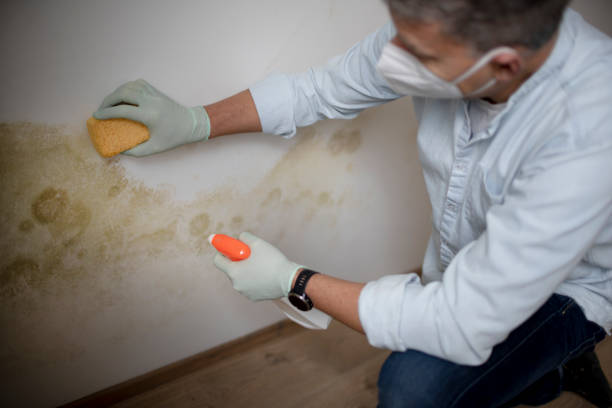 Best Black Mold Removal  in Elizabeth Lake, CA