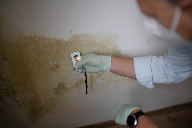 Best Commercial Mold Removal  in Elizabeth Lake, CA
