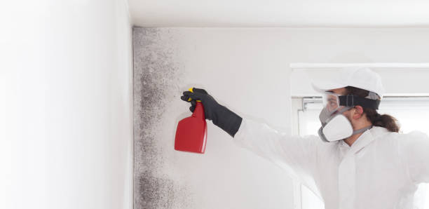 Professional Mold Removal in Elizabeth Lake, CA
