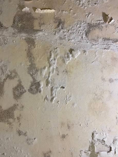 Best Mold Testing  in Elizabeth Lake, CA